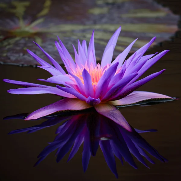 Blue Lotus flower in a quiet pond